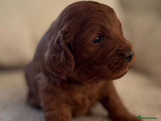 Miniature Poodle dogs Merlesque Top Gun mahogany mini poodle in Chorley - Advert 10