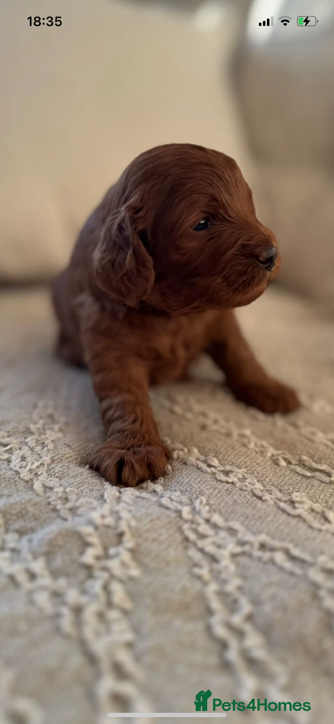 Miniature Poodle dogs for stud: Merlesque Top Gun mahogany mini poodle in Chorley - Advert 1