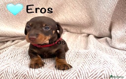 Miniature Dachshund dogs for sale: 8 MINIATURE DACHSHUNDS - Advert 24