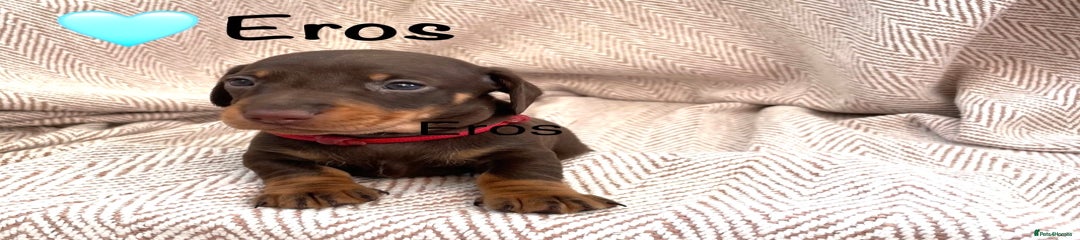 Miniature Dachshund Puppy 1 - Eros