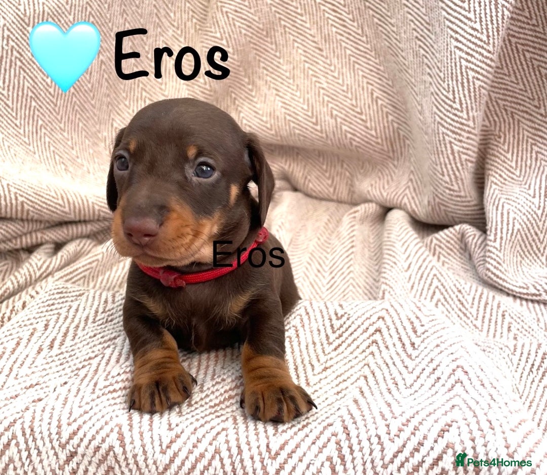 Miniature Dachshund dogs for sale: 8 MINIATURE DACHSHUNDS - Advert 24