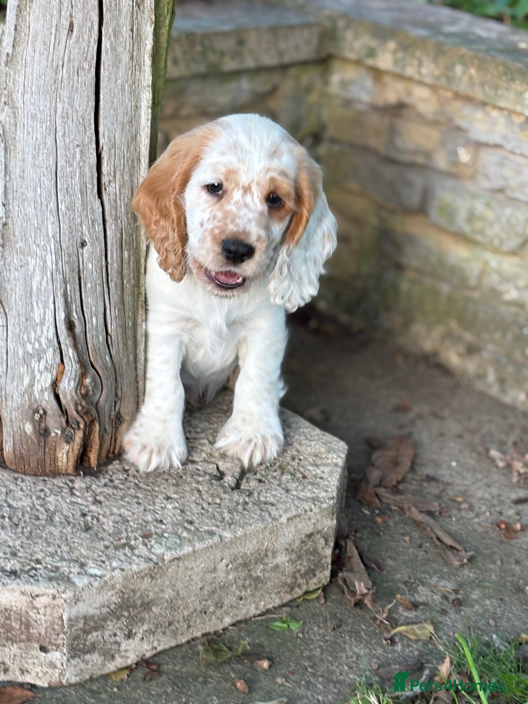 Cocker Spaniel dogs for sale: Stunning show cocker spaniels  - Advert 8
