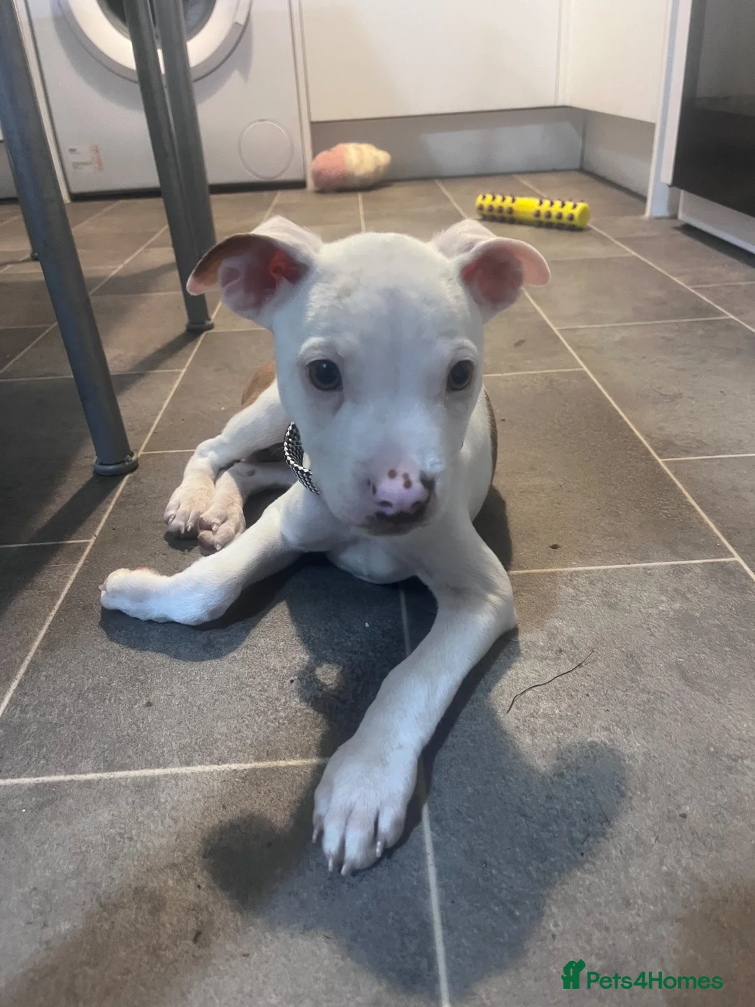 Staffordshire Bull Terrier dogs for sale: Staffie  in Carlisle - Advert 5