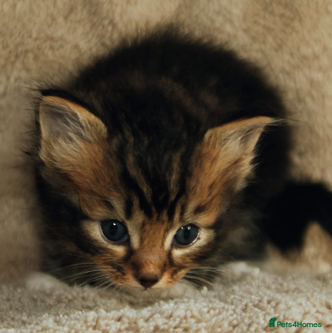 Ragcoon cats for sale: Ragcoon (Ragdoll x Maine Coon) Kittens  - Advert 26