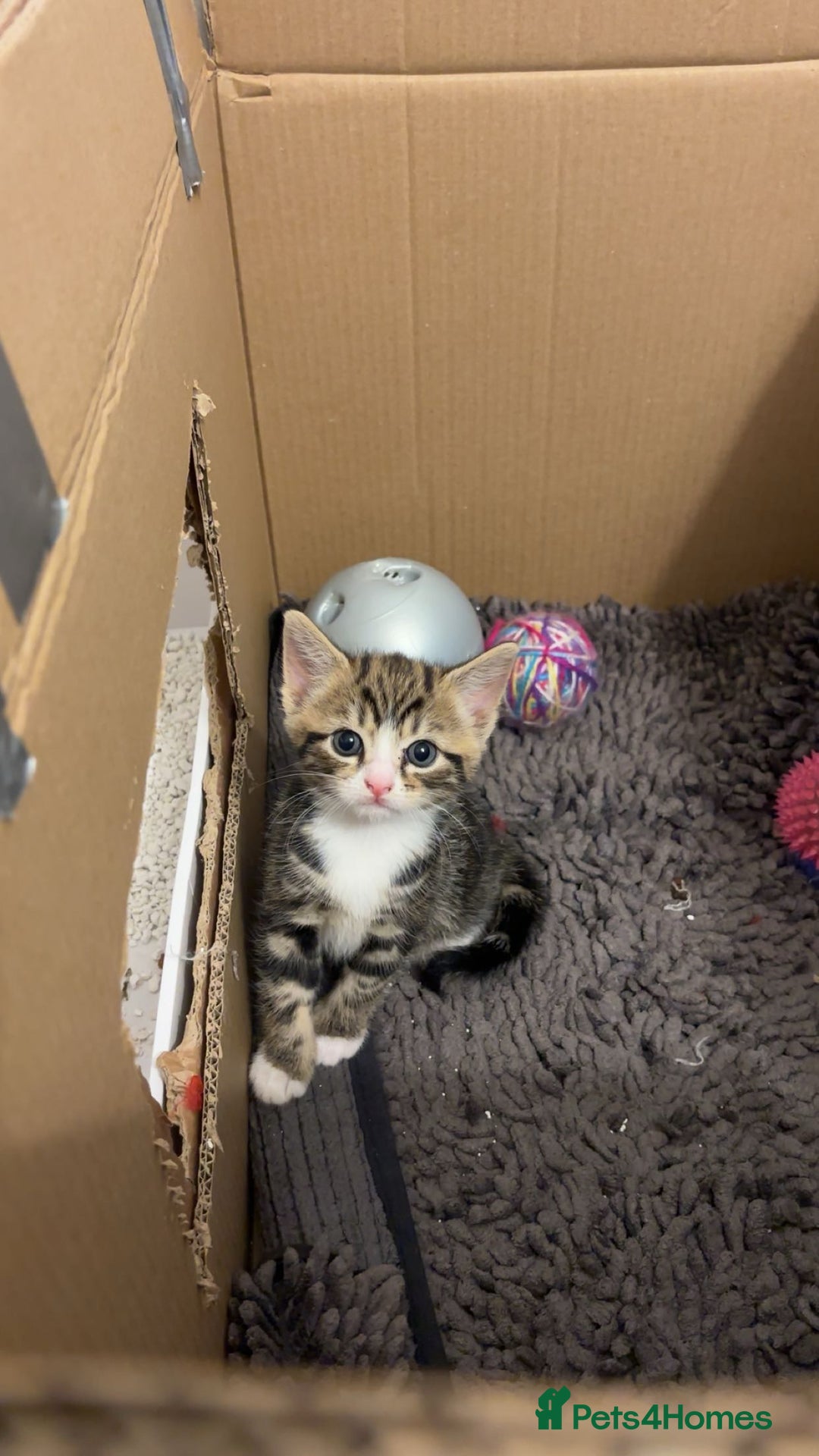 American Shorthair cats for sale: Kittens for Sale - Advert 17