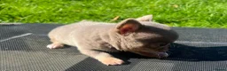 Chihuahua dogs for sale: BEAUTIFUL LILAC AND TAN BOY - Advert 11