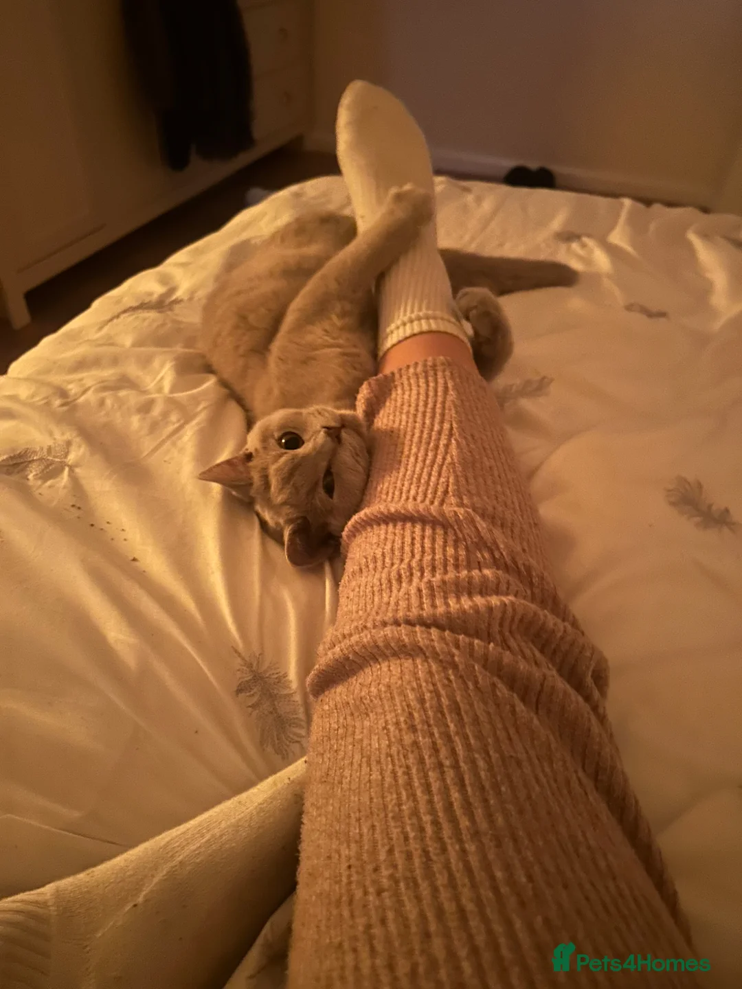 British Shorthair cats for sale: Blue british shorthair, lilac british shorthair  - Advert 2