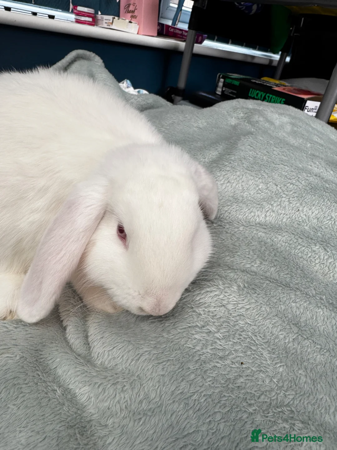 Mixed Breed rabbits for sale: Mini Lop/Angora White Boy Grey Girl in Blackburn - Advert 2