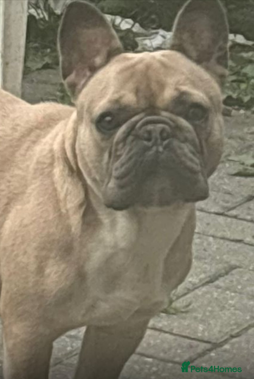 Mixed Breed dogs for sale: Adorable Frenchie-Poodle  **  Pups for Sale! - Advert 2