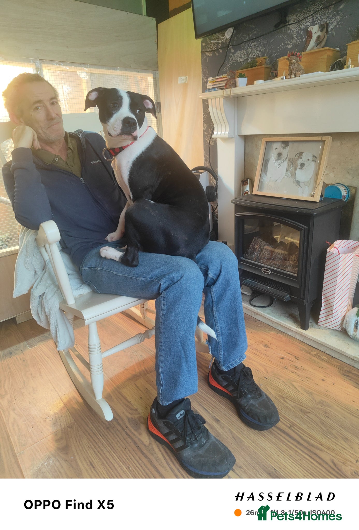 Mixed Breed dogs for sale: 2 female American bulldog x staffys available  - Advert 5