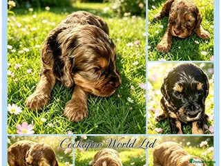 Cockapoo dogs DNA CLEAR,stunning cockapoos, ready 18th September - Advert 13