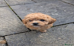 Cavachon dogs for sale: Cavapoochon puppies - Image 5