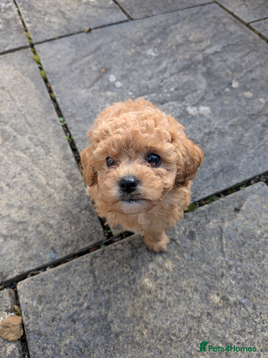 Cavachon dogs for sale: Cavapoochon puppies - Image 5