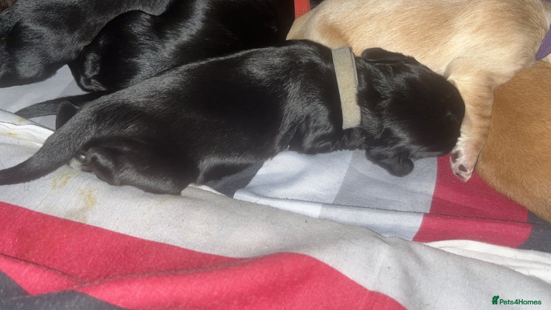 Sprocker dogs for sale: 9 gorgeous Sprocker pups - Image 22