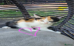 Persian cats for sale: Very beatifull mix breed/Persian kittens  - Image 28