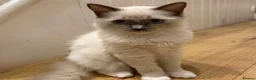 Ragdoll cats for sale: Ragdoll kittens  - Advert 12