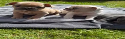 French Bulldog dogs for sale: French Bulldog Female ready now - Advert 16