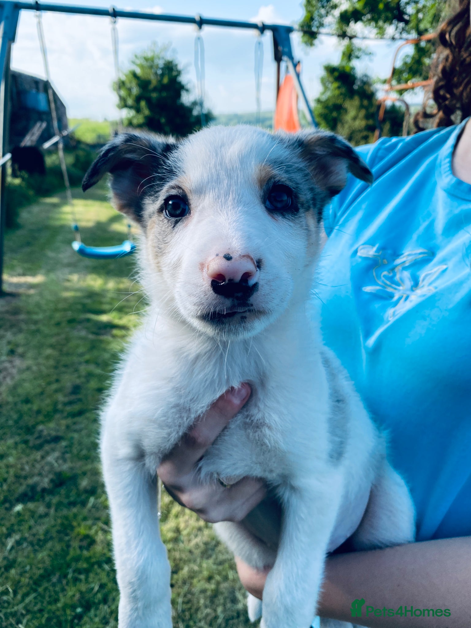 Border Collie dogs for sale: Super litter of border collies - Advert 7