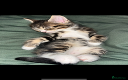 Mixed Breed cats for sale: Mixed breed- Norwegian Forest Cat  - Image 2