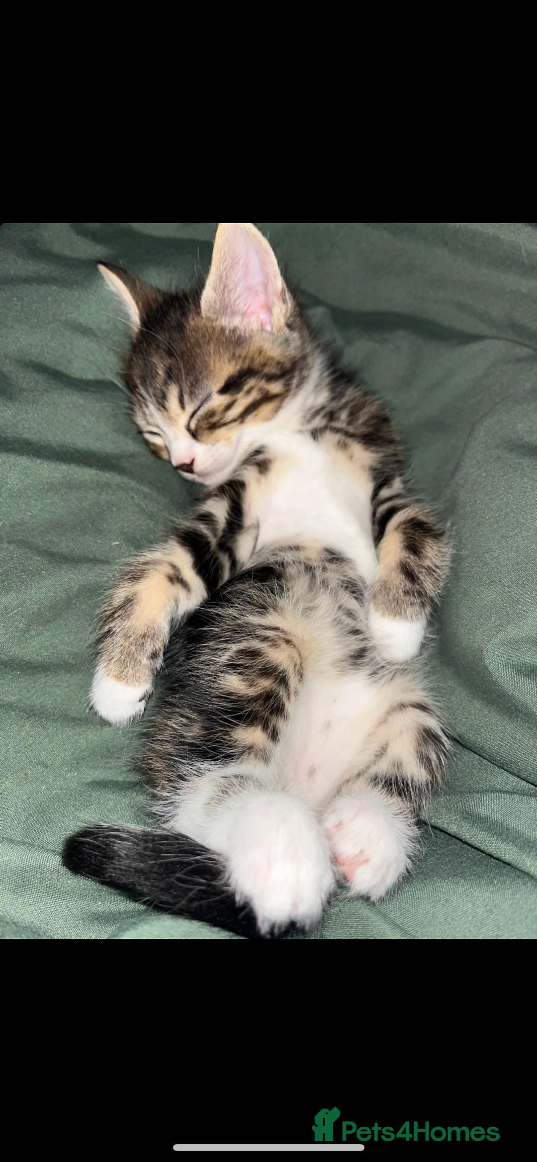 Mixed Breed cats for sale: Mixed breed- Norwegian Forest Cat  - Image 2