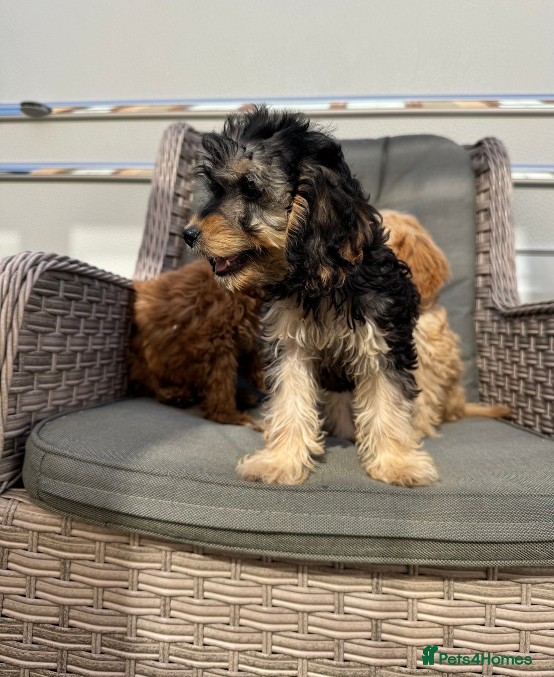 Cockapoo dogs for sale: F1 pra clear Cockapoos (council licensed breeder) - Image 3