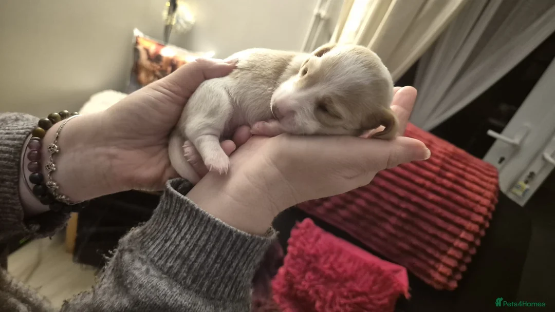 Miniature Dachshund dogs for sale: Miniature Dachshund Puppies - Advert 11