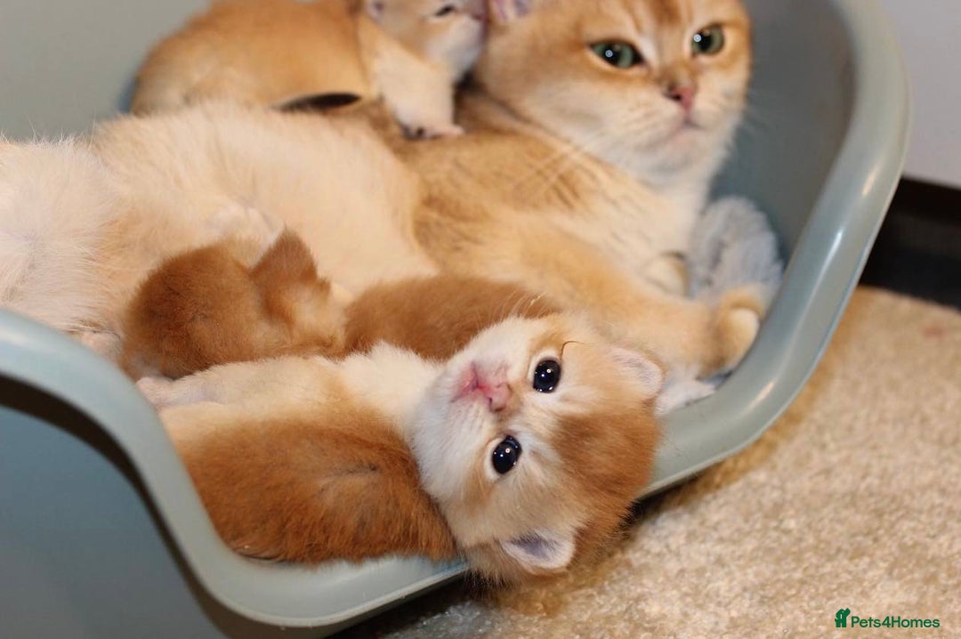 British Shorthair cats for sale: ⭐️Golden and Blue Golden Chinchilla kittens⭐️ - Image 1