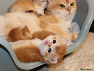 British Shorthair cats - Advert 5