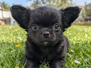 Chihuahua dogs KC registered Solid black Long Coat Boy Chihuahua - Advert 11