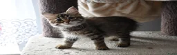 Siberian cats for sale: Siberian Kitens from Tunguska House Cattery - Advert 2