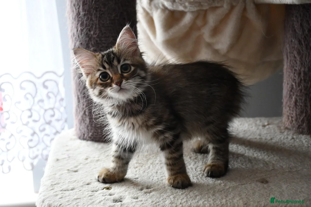 Siberian cats for sale: Siberian Kitens from Tunguska House Cattery - Advert 2