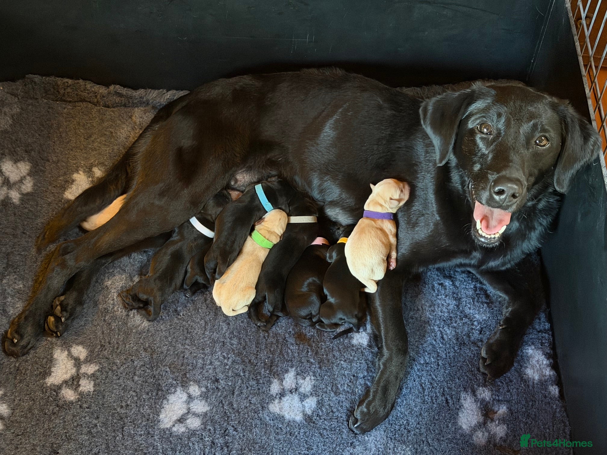 Labrador Retriever dogs for sale: Well-bred, health-tested Labrador Retriever - Advert 2