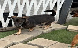 Mixed Breed dogs for adoption: Cute little Twix needs LoVE - Image 6