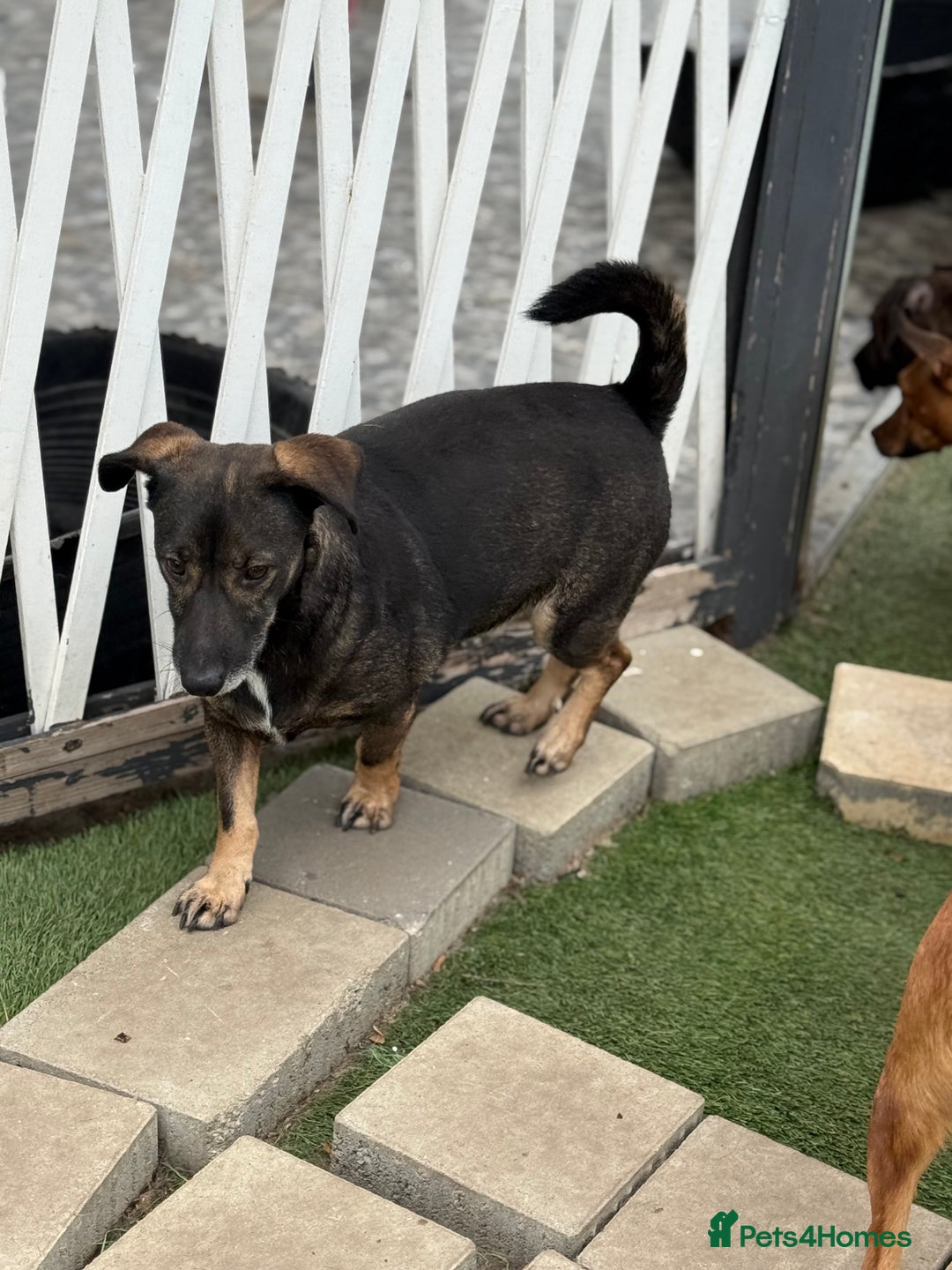 Mixed Breed dogs for adoption: Cute little Twix needs LoVE - Image 6