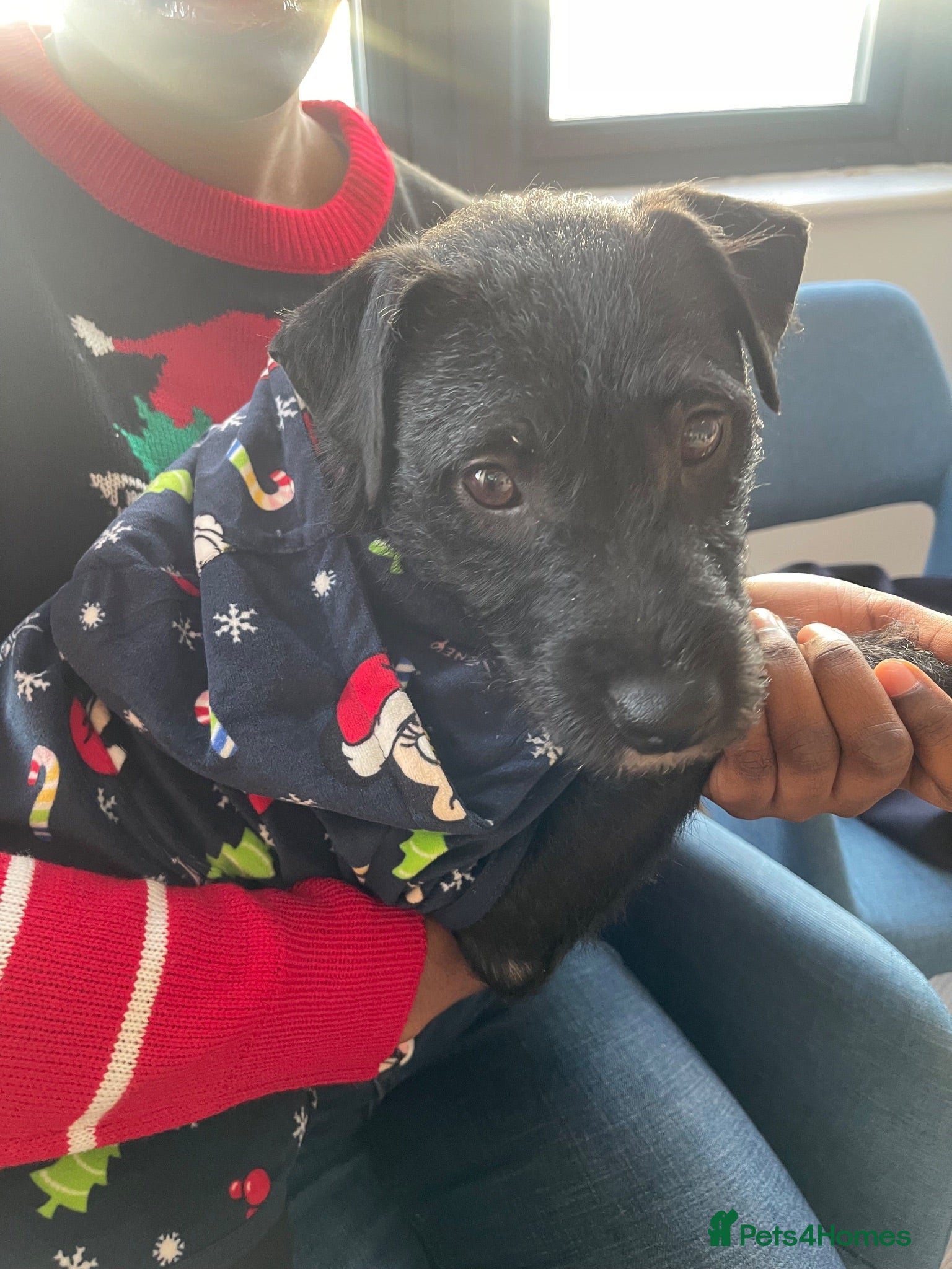 Patterjack dogs LOVING PATTERJACK NEEDS A FOREVER HOME  - Advert 1