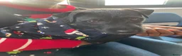 Patterjack dogs for sale: LOVING PATTERJACK NEEDS A FOREVER HOME  in London - Advert 1