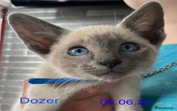 Siamese cats for sale: Blue Point Siamese  - Image 10