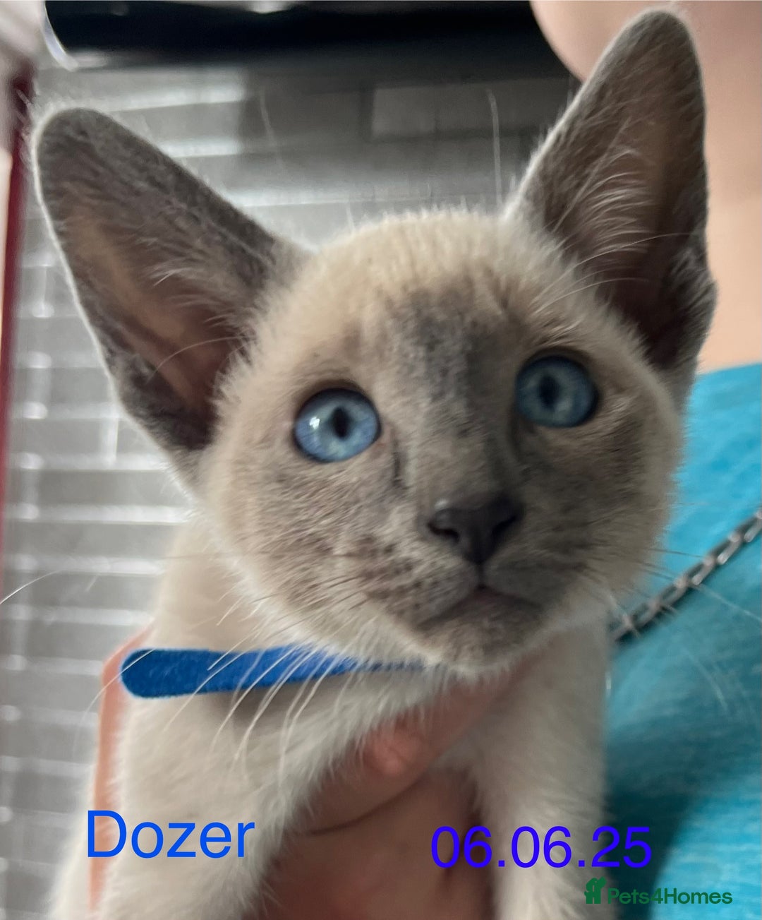 Siamese cats for sale: Blue Point Siamese  - Image 10