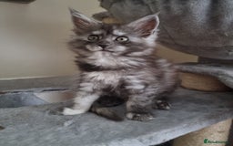 Maine Coon cats for sale: Stuning Maine Coon Kitten for sale/ready to leave in Livingston - Image 3