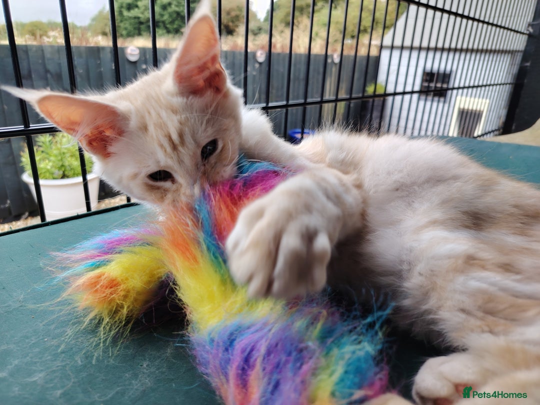 Maine Coon cats for sale: Pure Mainecoon boy Fun, intelligent, home raised. - Image 4