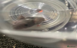 Mouse rodents for sale: Female mice free to good home - Image 9