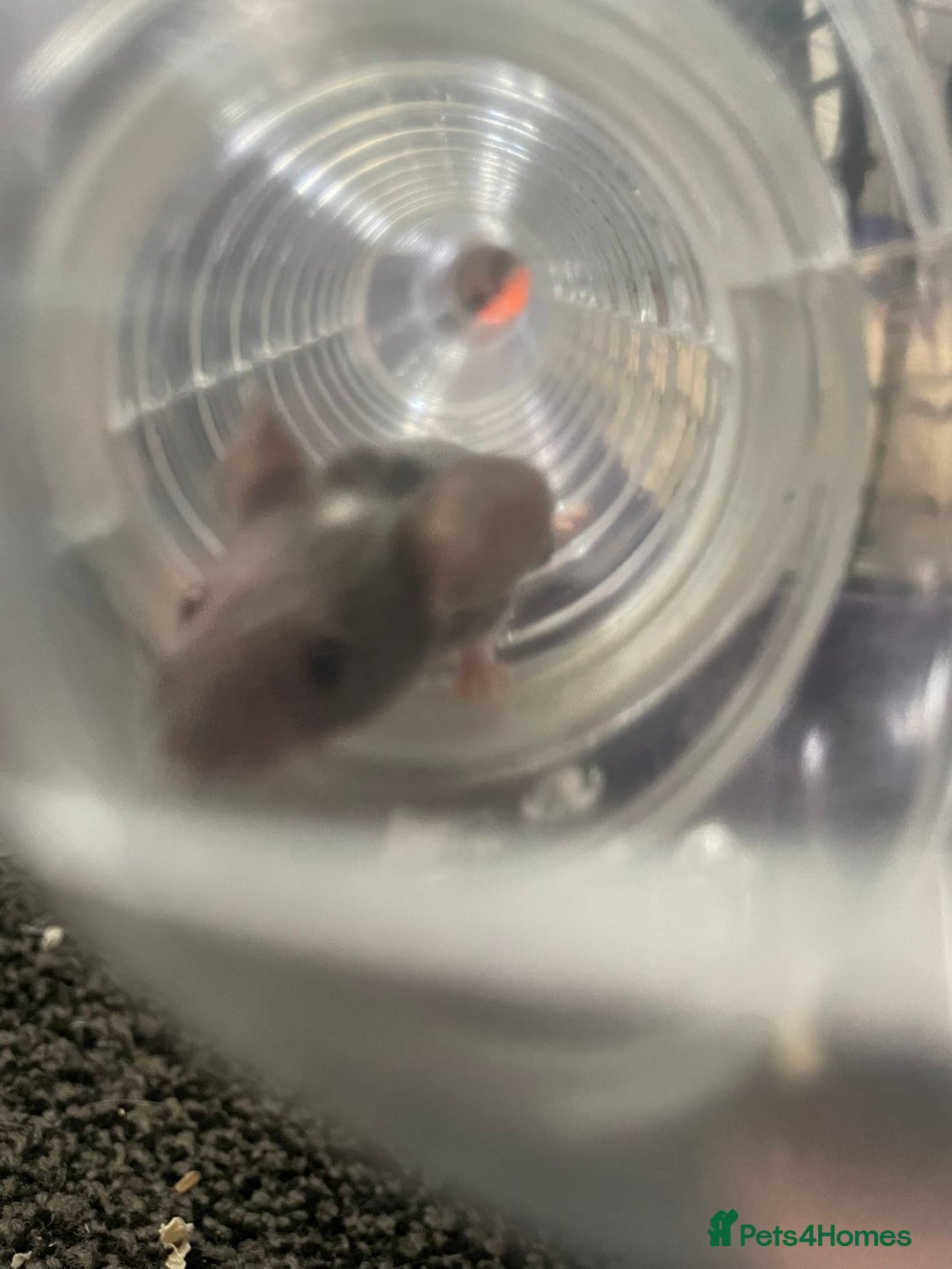 Mouse rodents for sale: Female mice free to good home - Image 9