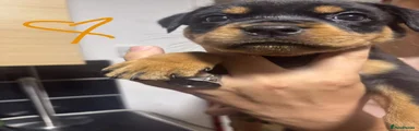 Rottweiler 7