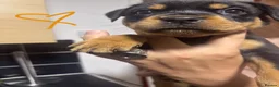 Rottweiler dogs for sale: READY TO GO! Rottweiler puppies  - Advert 13
