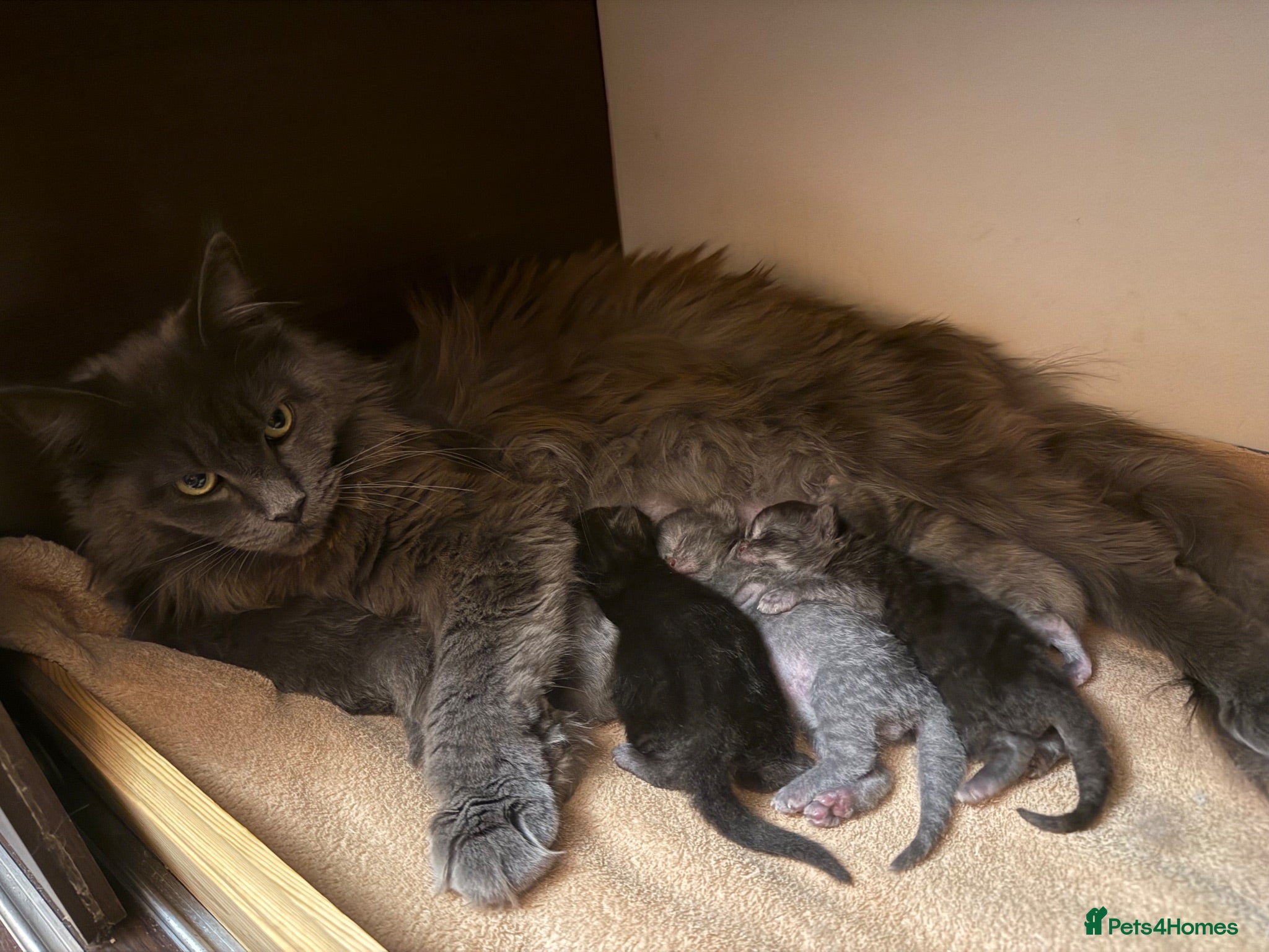 Maine Coon cats Maine Coon XXL Pedigree Aberdeen  - Advert 2