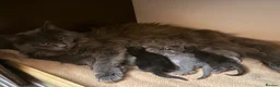 Maine Coon cats for sale: Maine Coon XXL Pedigree Aberdeen  - Advert 1