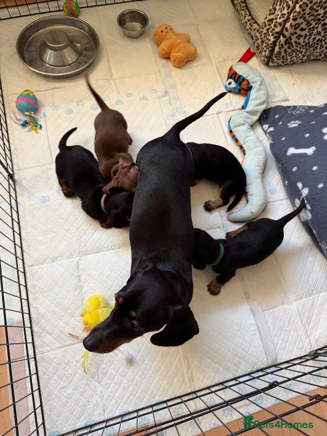 Miniature Dachshund dogs for sale: Miniature Dachshunds  - Advert 3