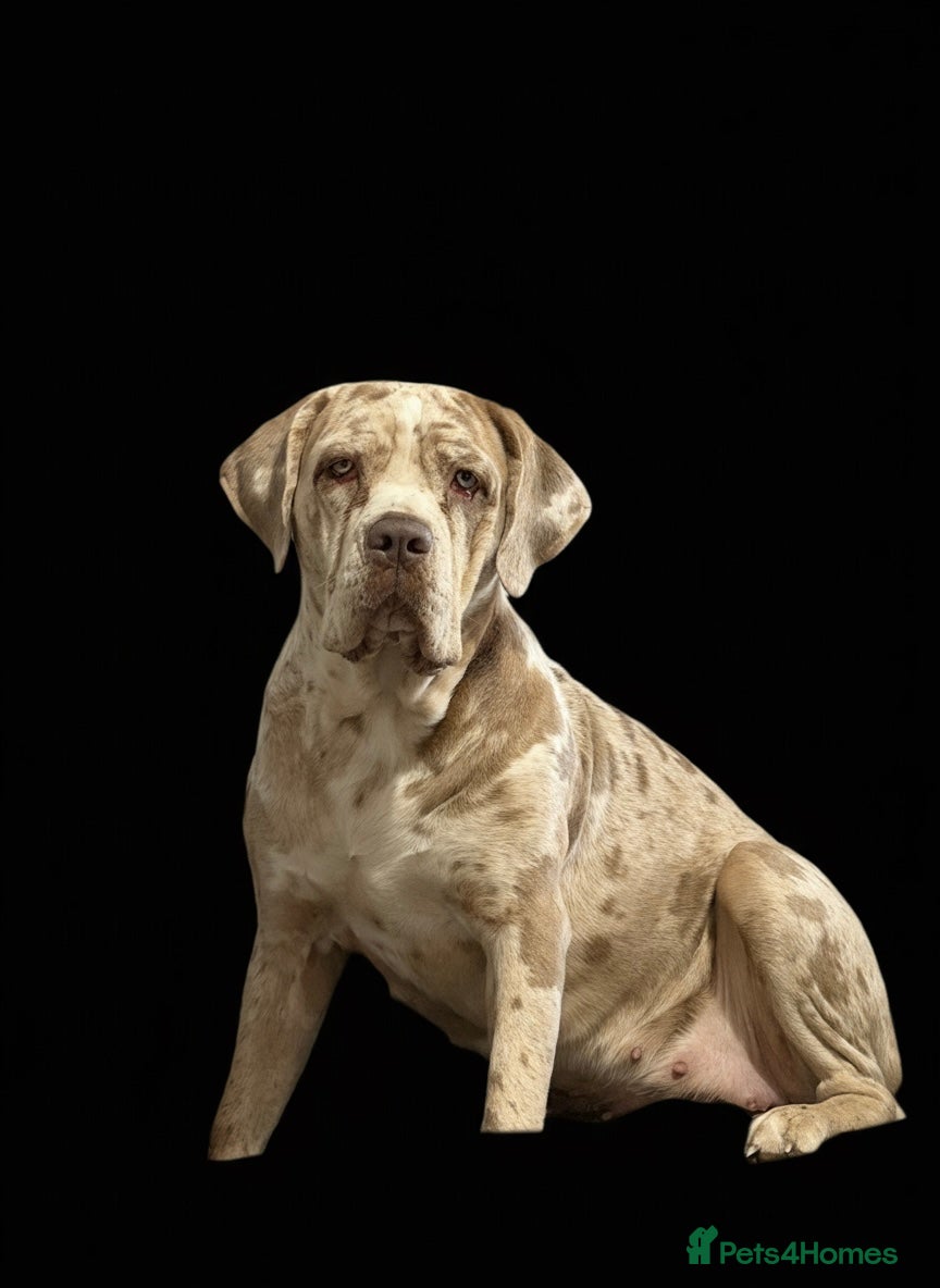 Cane Corso dogs ✨Amazing Merle cane corso x Bandog ✨ - Advert 1
