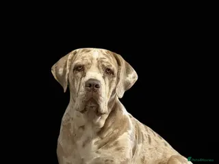 Cane Corso dogs ✨Amazing Merle cane corso x Bandog ✨ - Advert 6