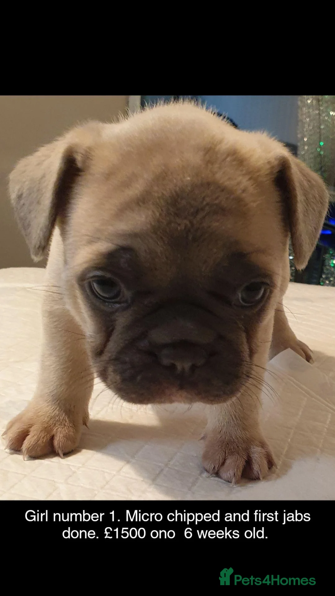 French Bulldog dogs for sale: 4 beautiful female French bulldogs  in Nottingham - Advert 2